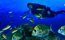 Buceo en la Comunitat Valenciana
